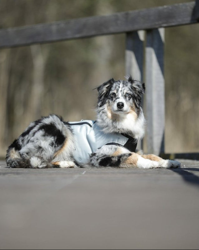cani.cool | ACHTIVEDOG CH