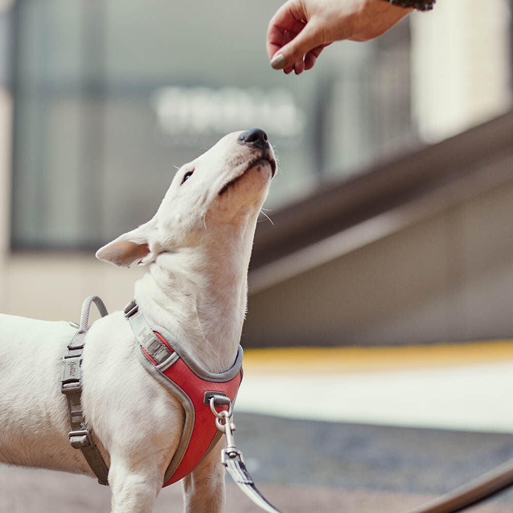 HURTTA Venture No-Pull Geschirr