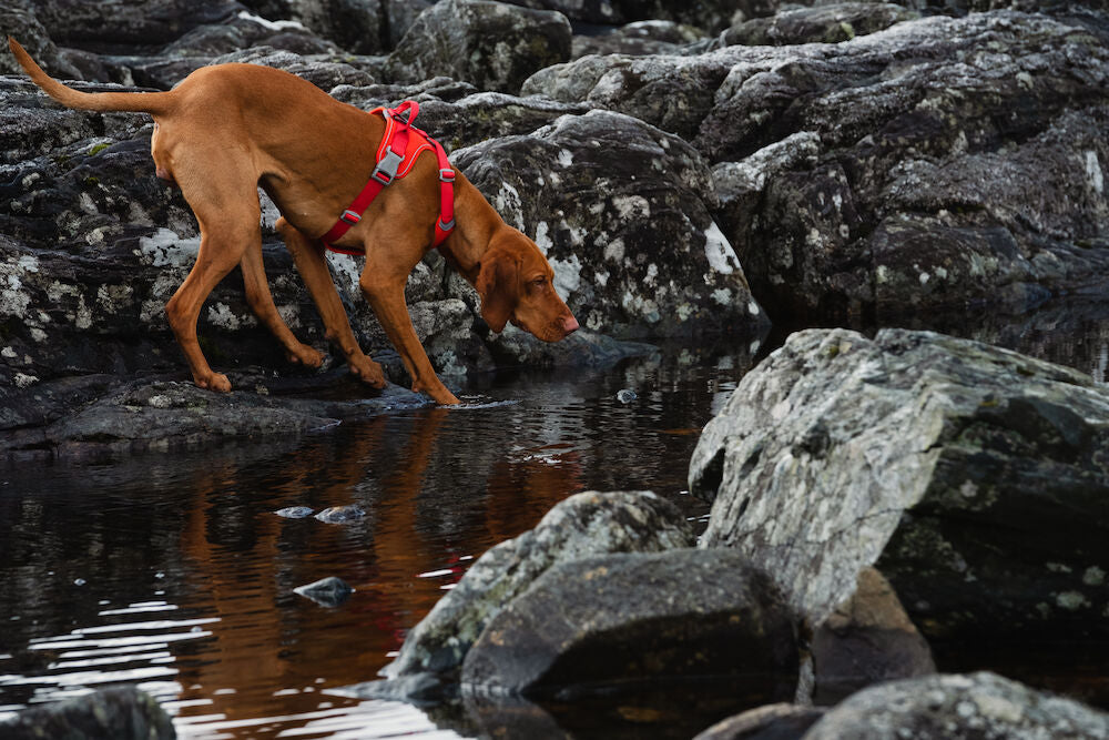 HURTTA Weekend Warrior Geschirr