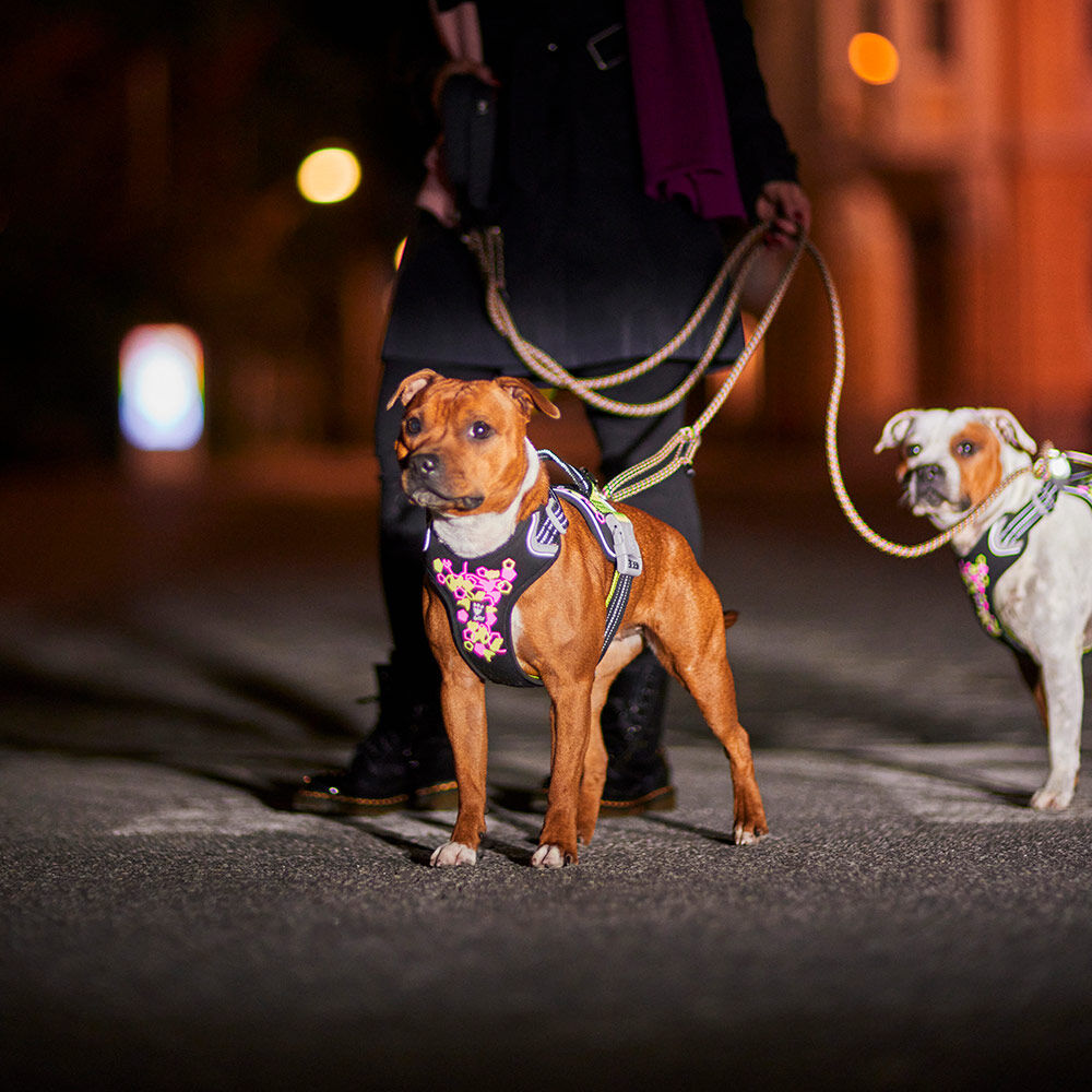 HURTTA Weekend Warrior Neon Hundegeschirr II