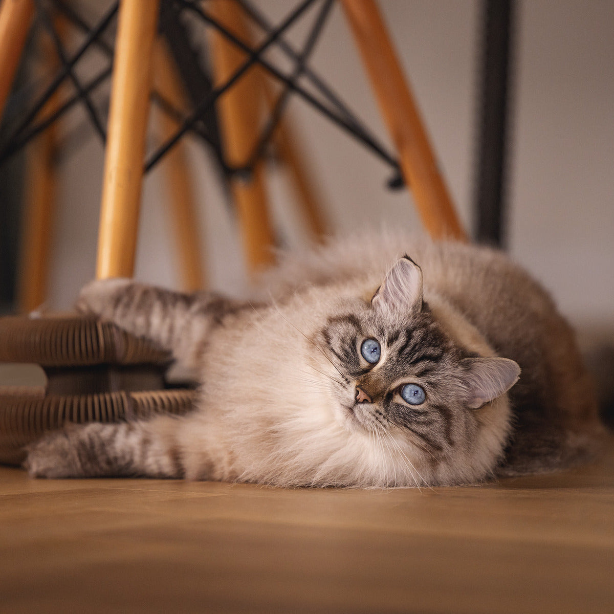 BEEZTEES Kratzspielzeug Loet aus Karton