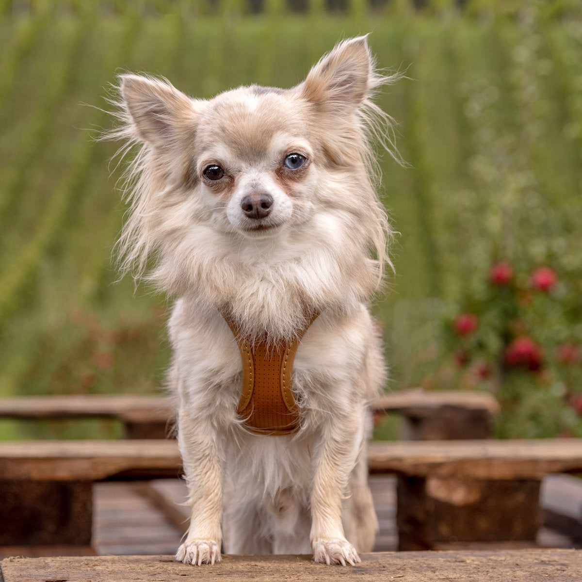 CURLI Apfel Leder Geschirr