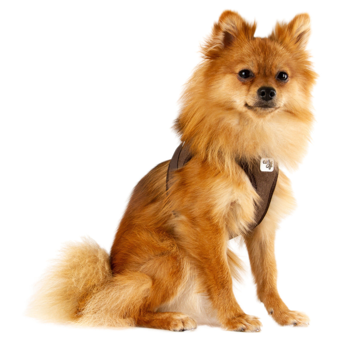 CURLI Clasp Vest Geschirr