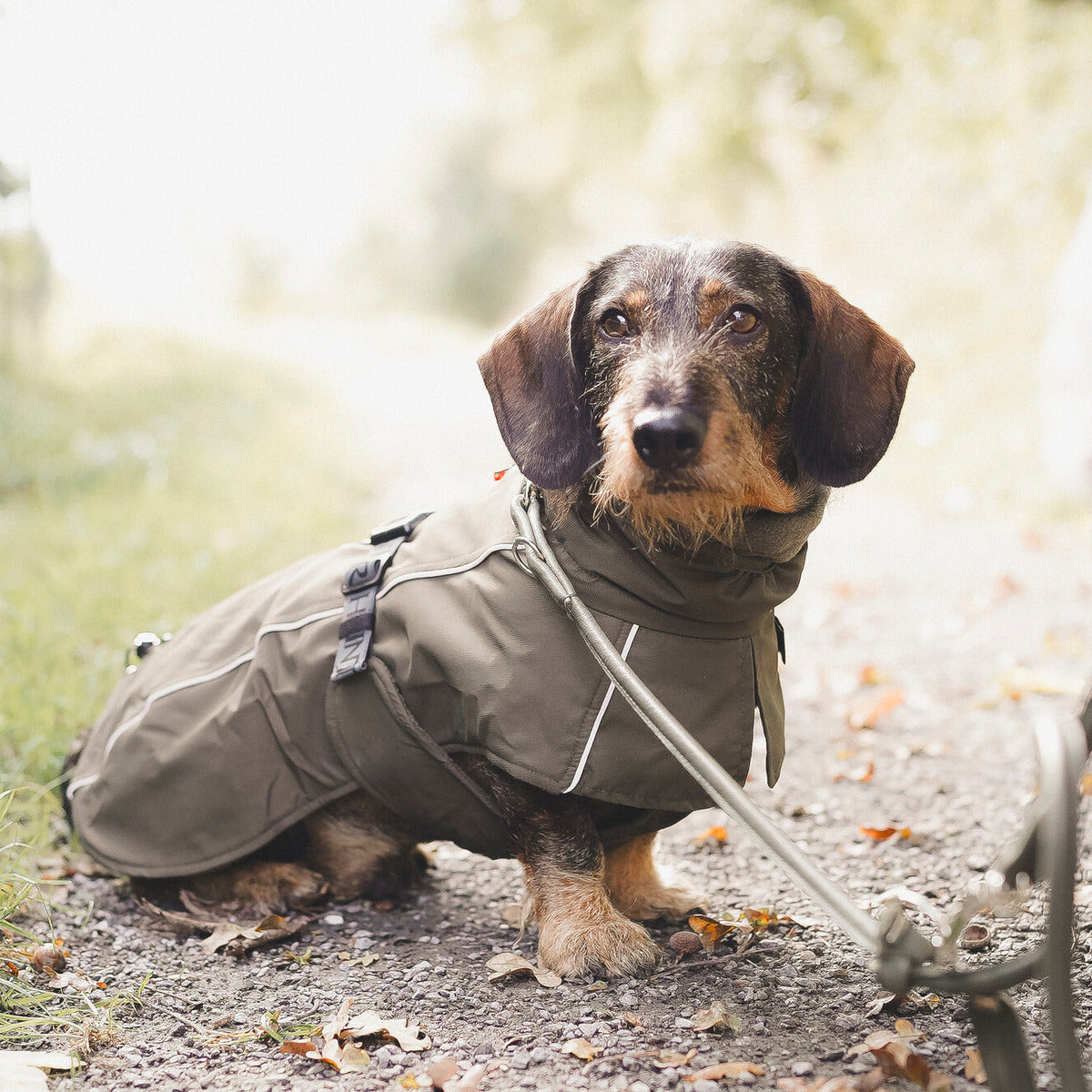 HUNTER Hundemantel Nordby Dachshund