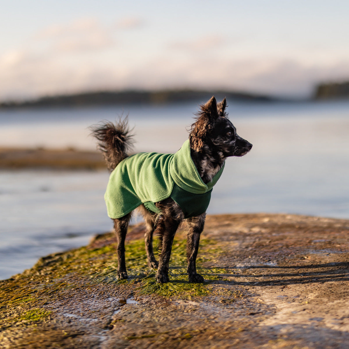PAIKKA Hunde Pullover