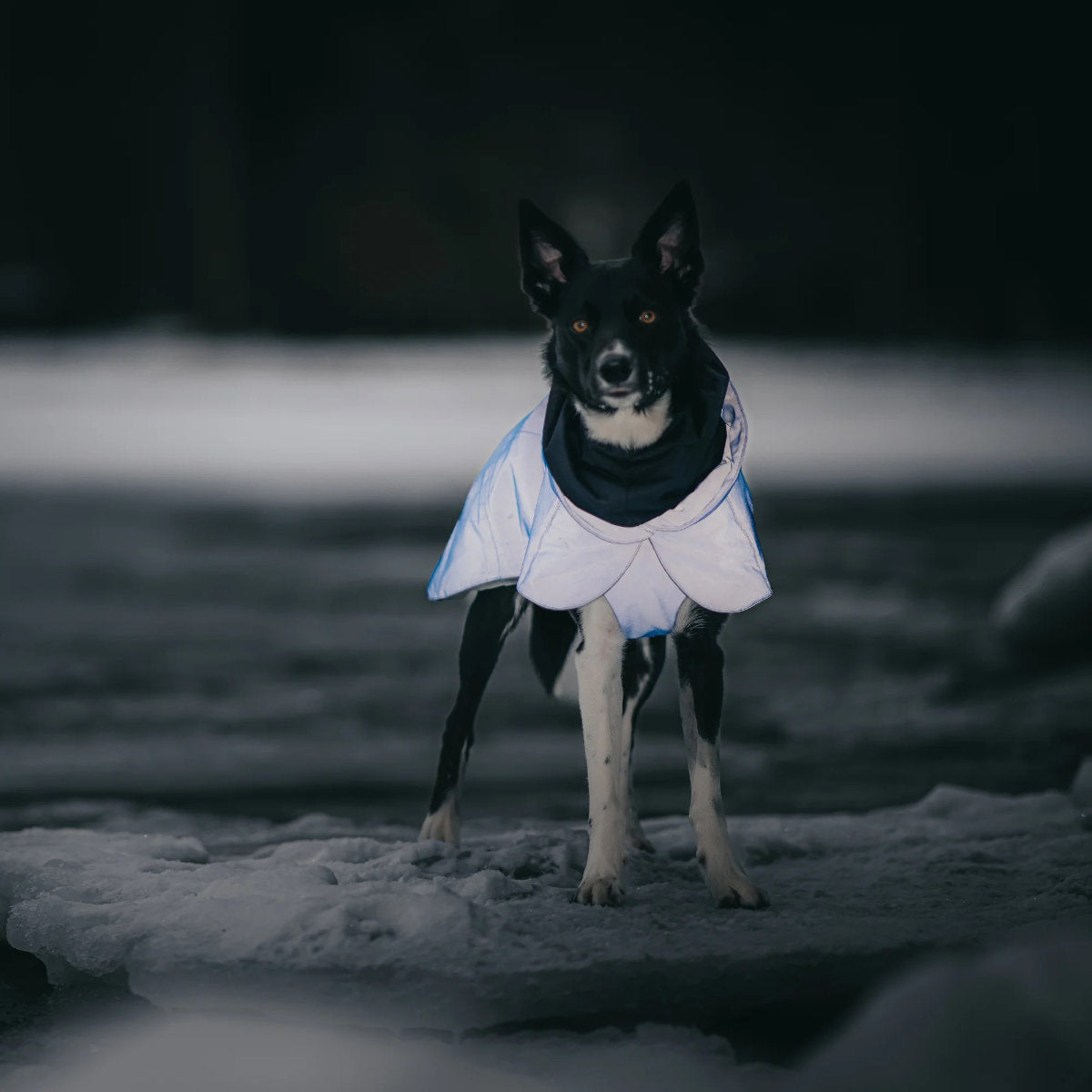 PAIKKA Hunde Winter-Jacke reflektierend