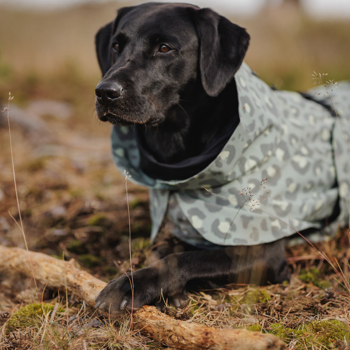 PAIKKA Hunde Winter-Jacke reflektierend
