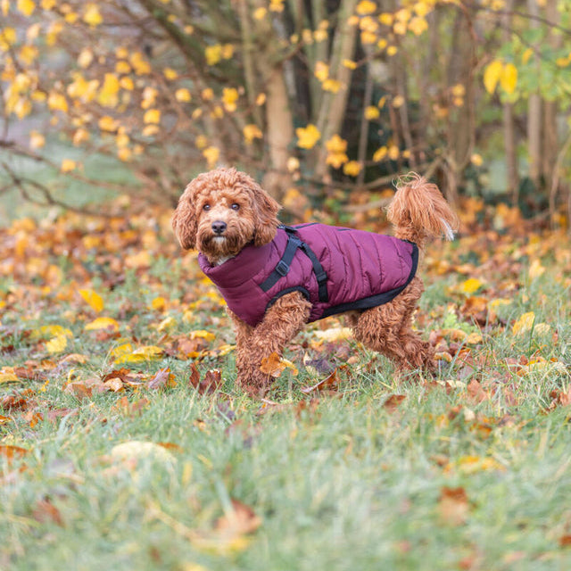 TRIXIE Geschirr-Wintermantel Pirou