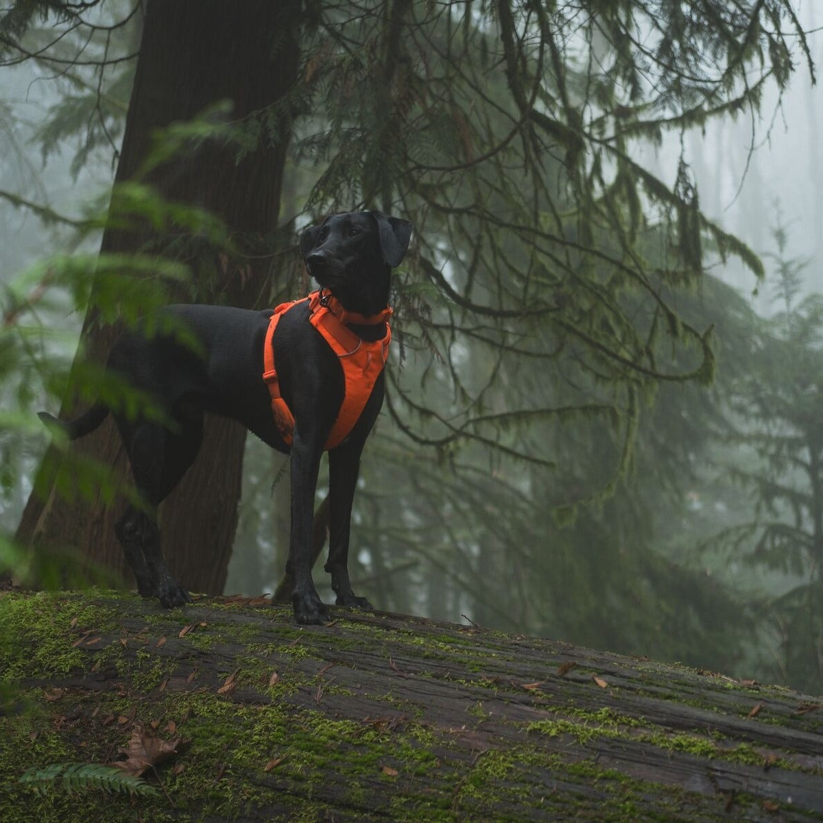 RUFFWEAR Hundegeschirr Front Range™ Harness