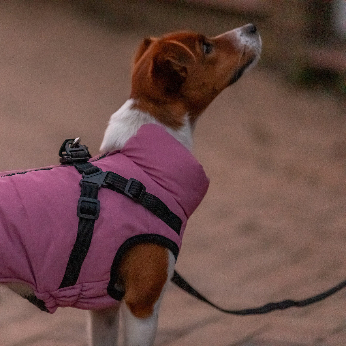 TRIXIE Geschirr-Mantel Pontis