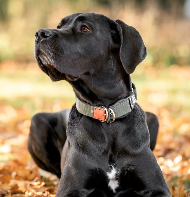 WowWow Professional Halsband