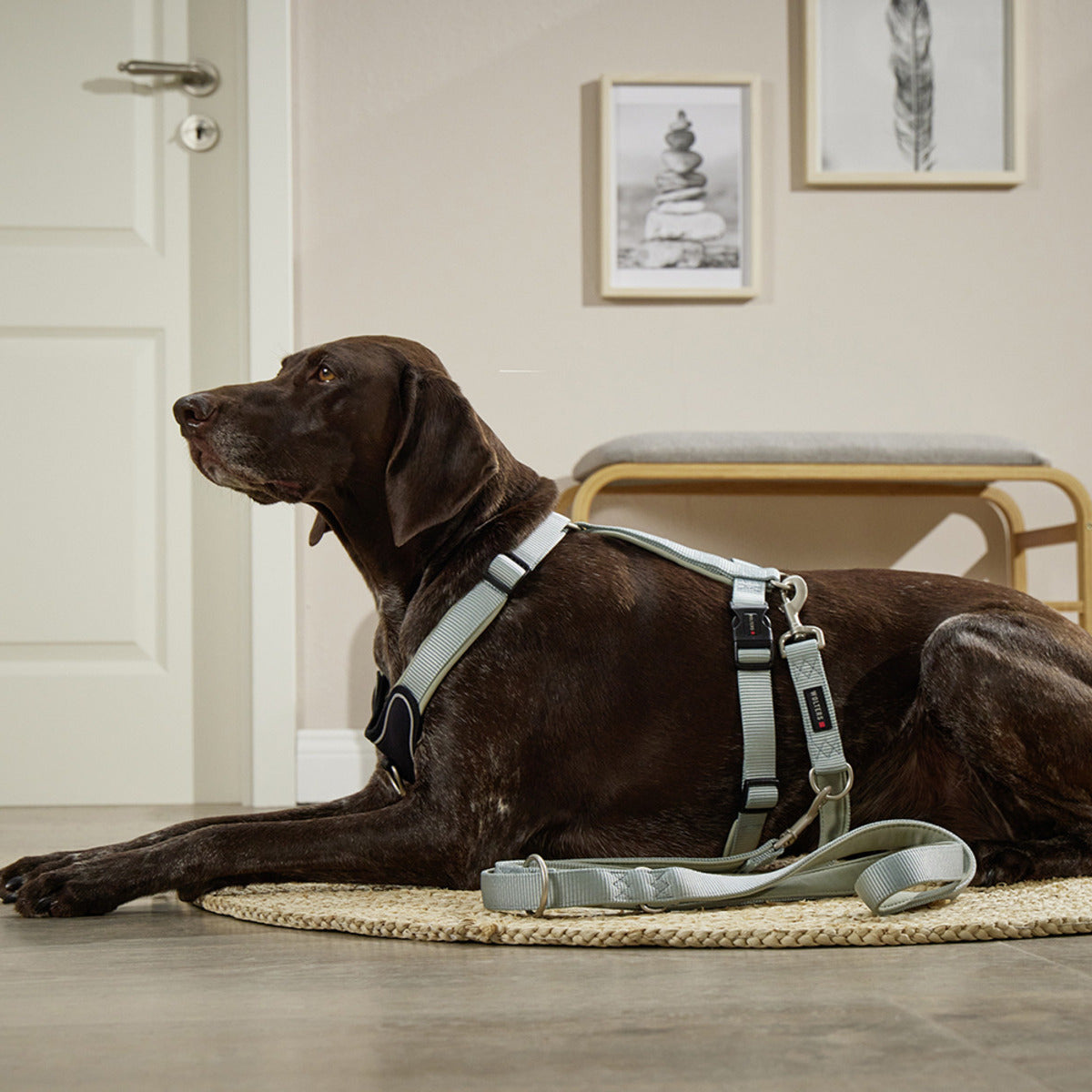 WOLTERS Geschirr Professional Comfort