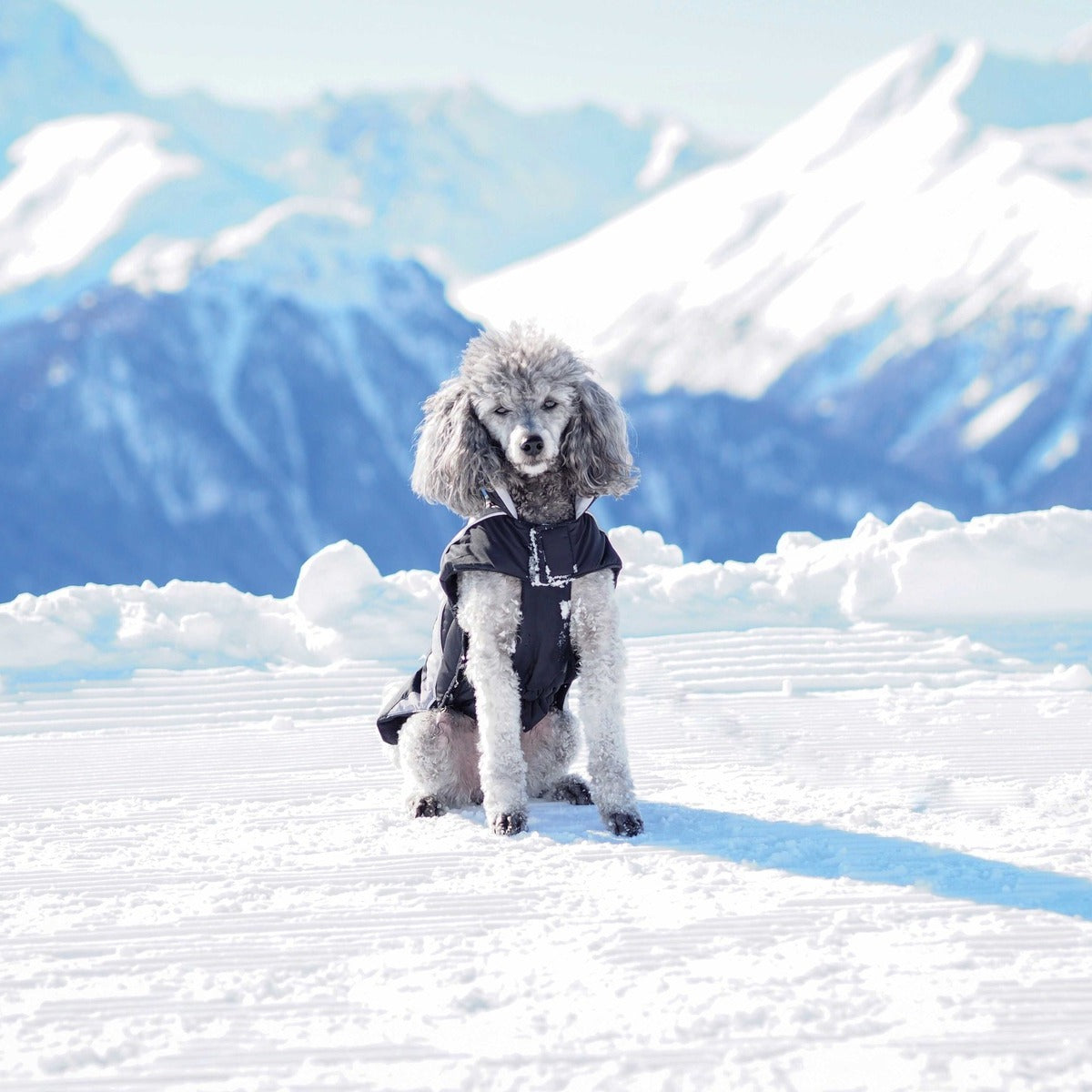 WOLTERS Skijacke Dogz Wear