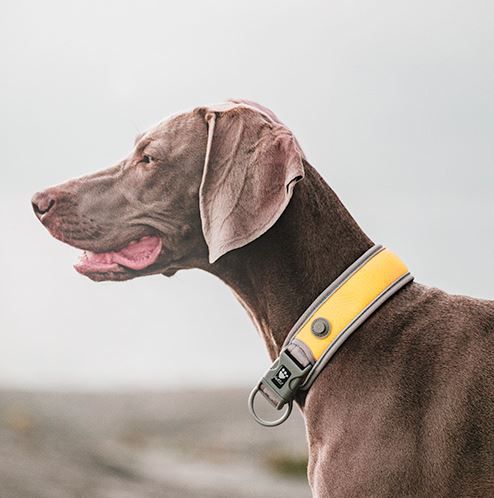 HURTTA Adventure Halsband, Outlet