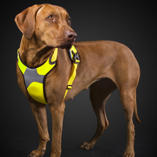 HURTTA Dazzle Geschirr, Outlet