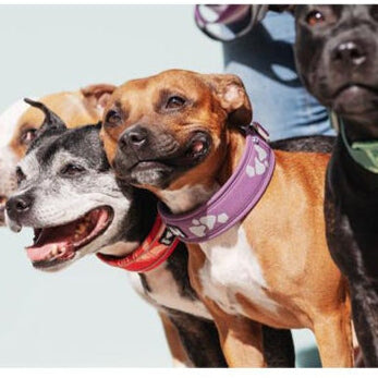 HURTTA Weekend Warrior Halsband