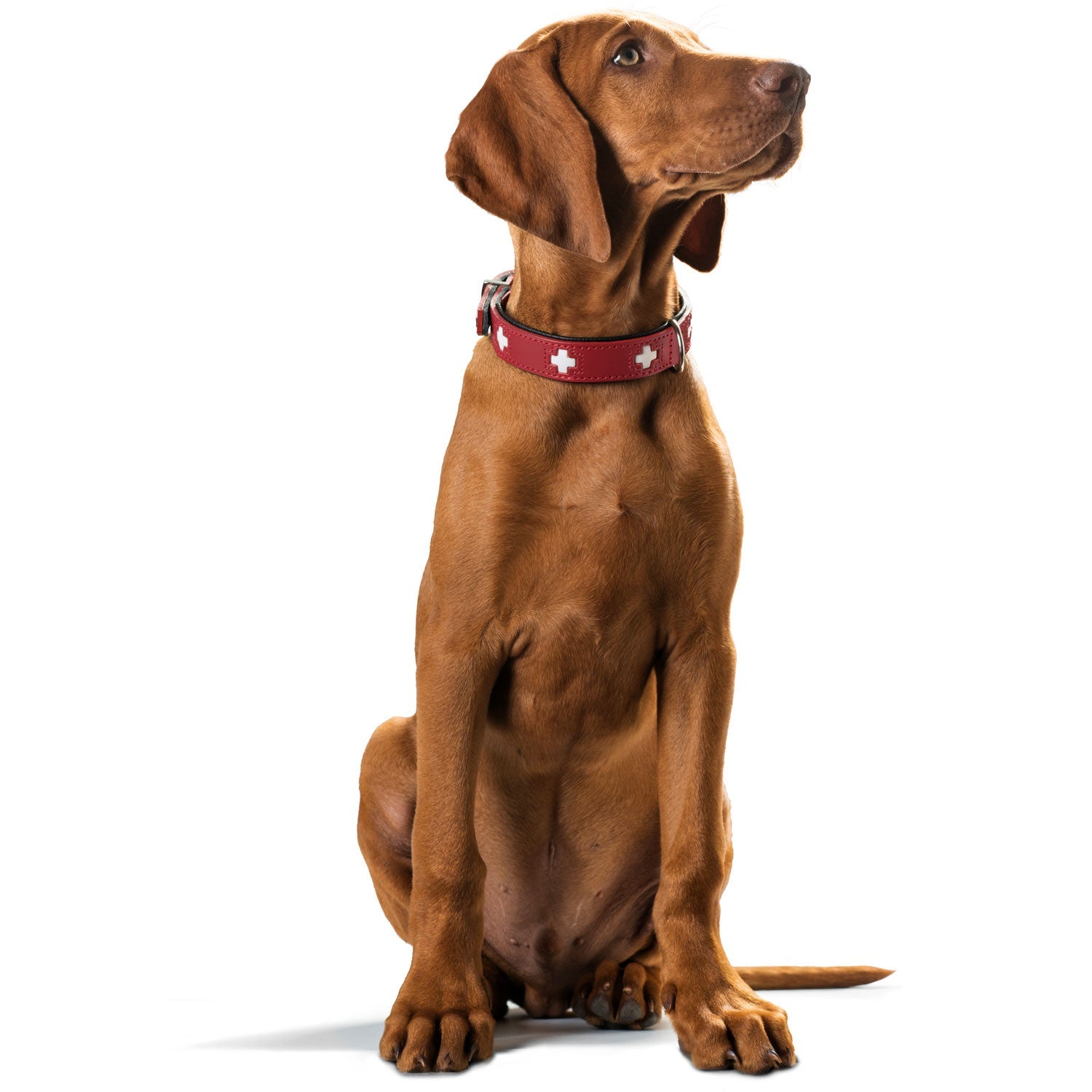 HUNTER Halsband Swiss