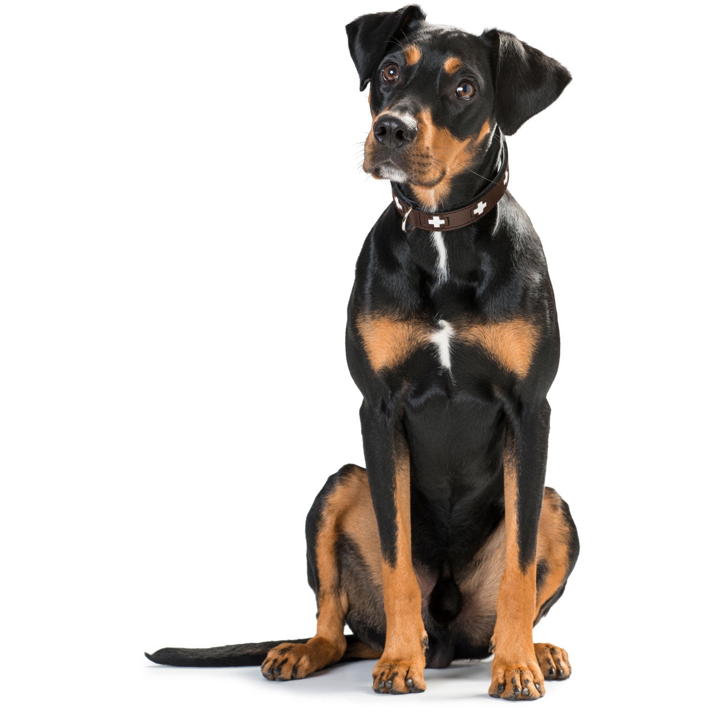 HUNTER Halsband Swiss