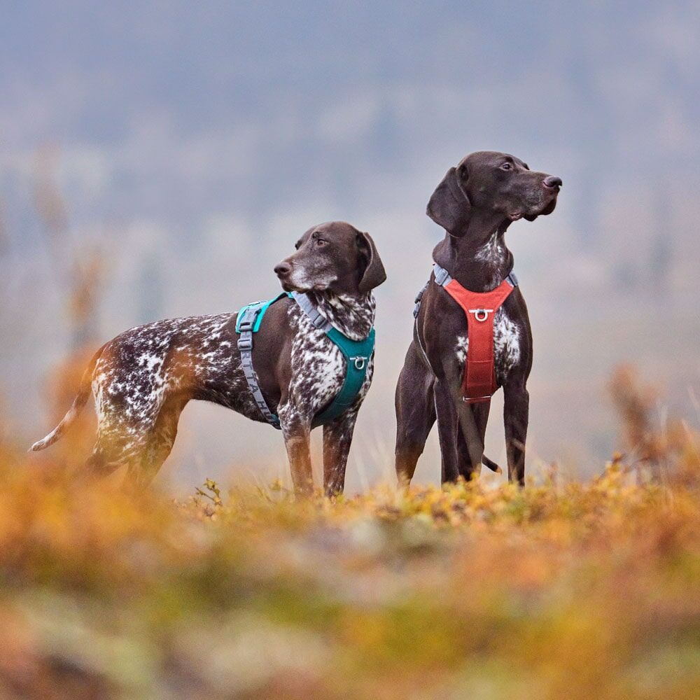 HURTTA Rover Hundegeschirr