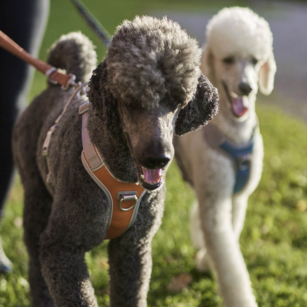 HURTTA Venture No-Pull Geschirr