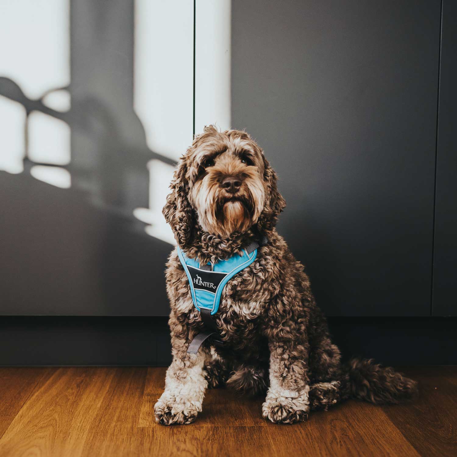 HUNTER Geschirr Divo