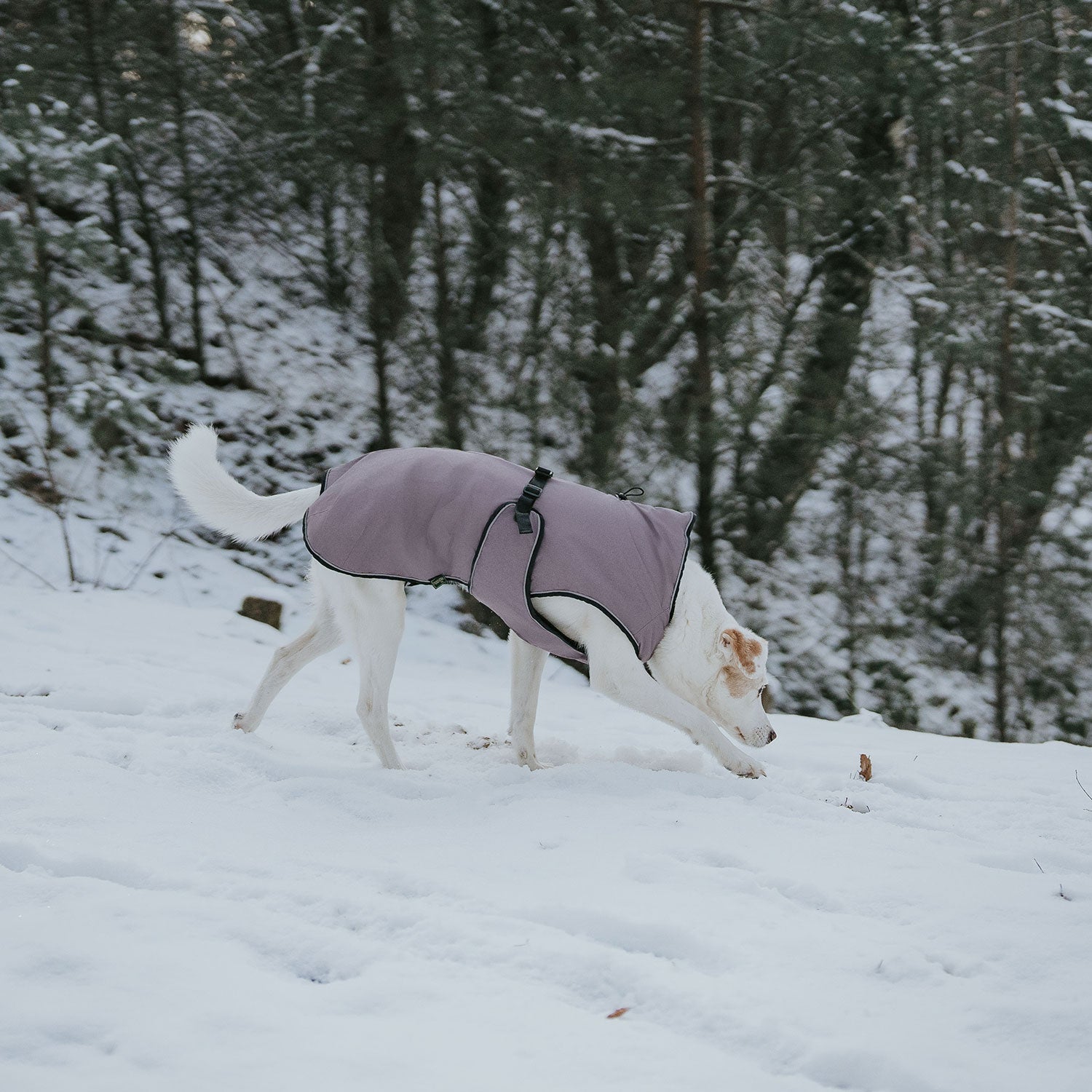 HUNTER Hundemantel Uppsala