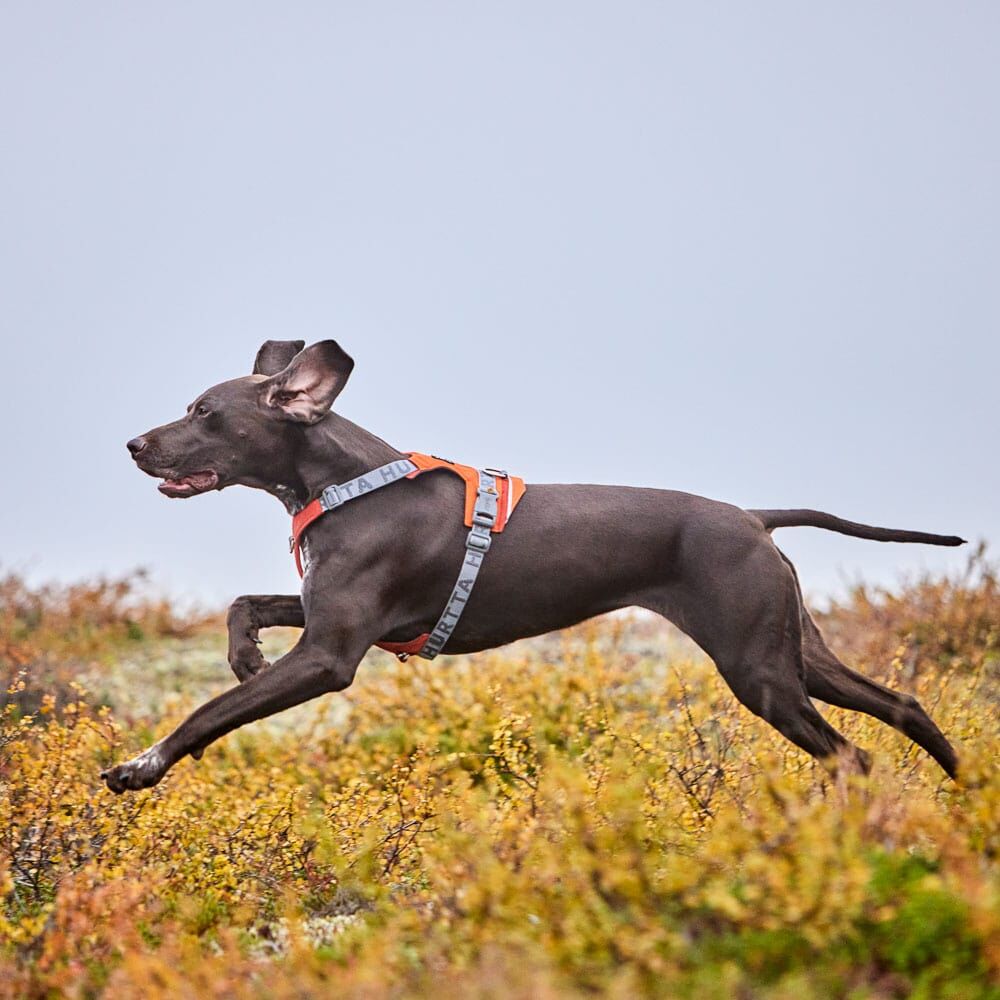 HURTTA Rover Hundegeschirr