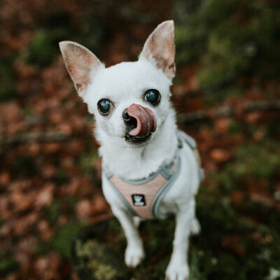 HURTTA Adventure Geschirr, Outlet