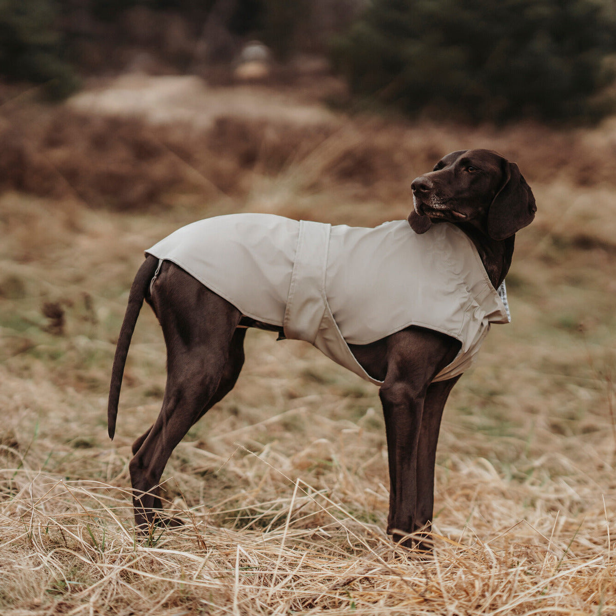 HUNTER Hunde-Regenmantel Milford V2