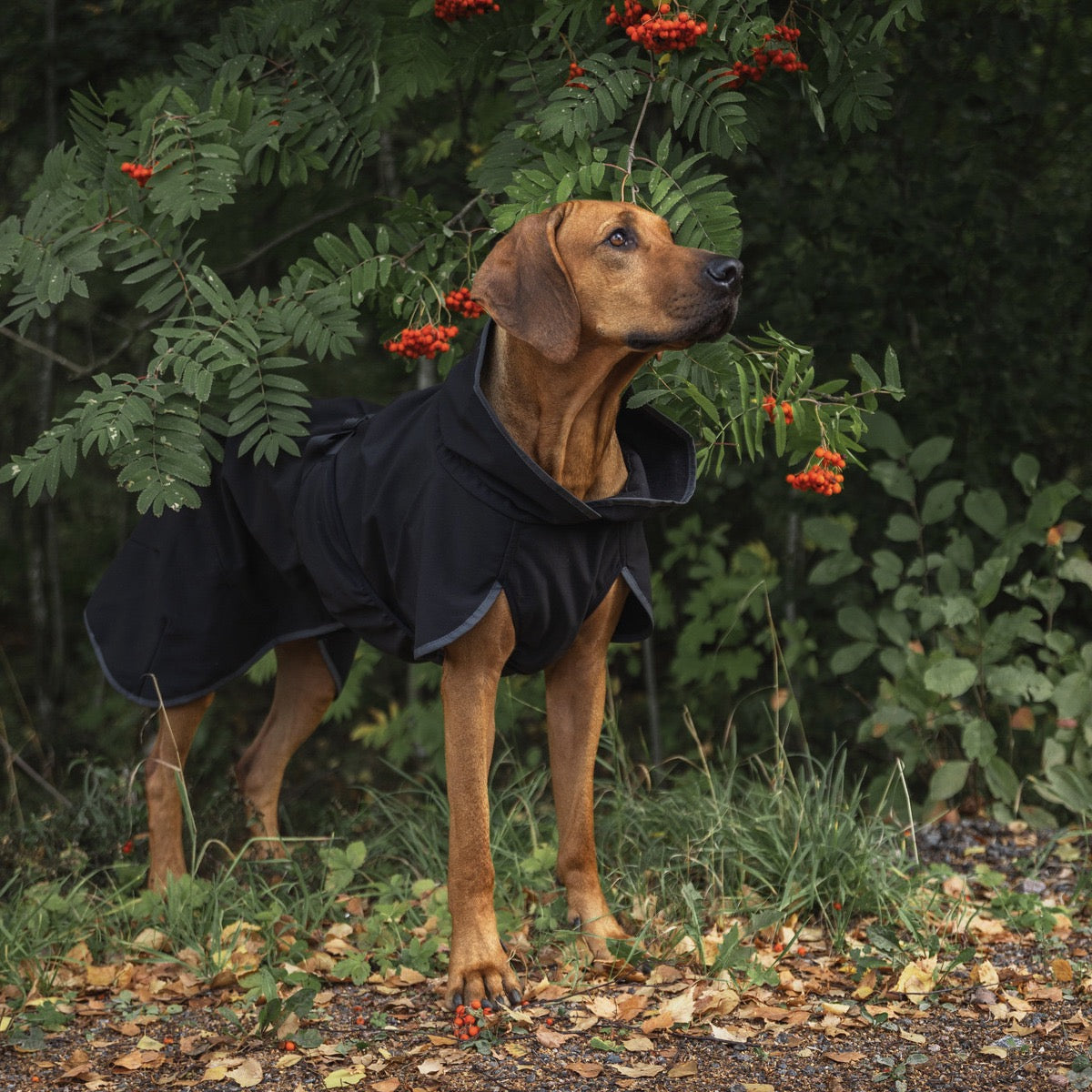PAIKKA Hunde Jacke wärmend 