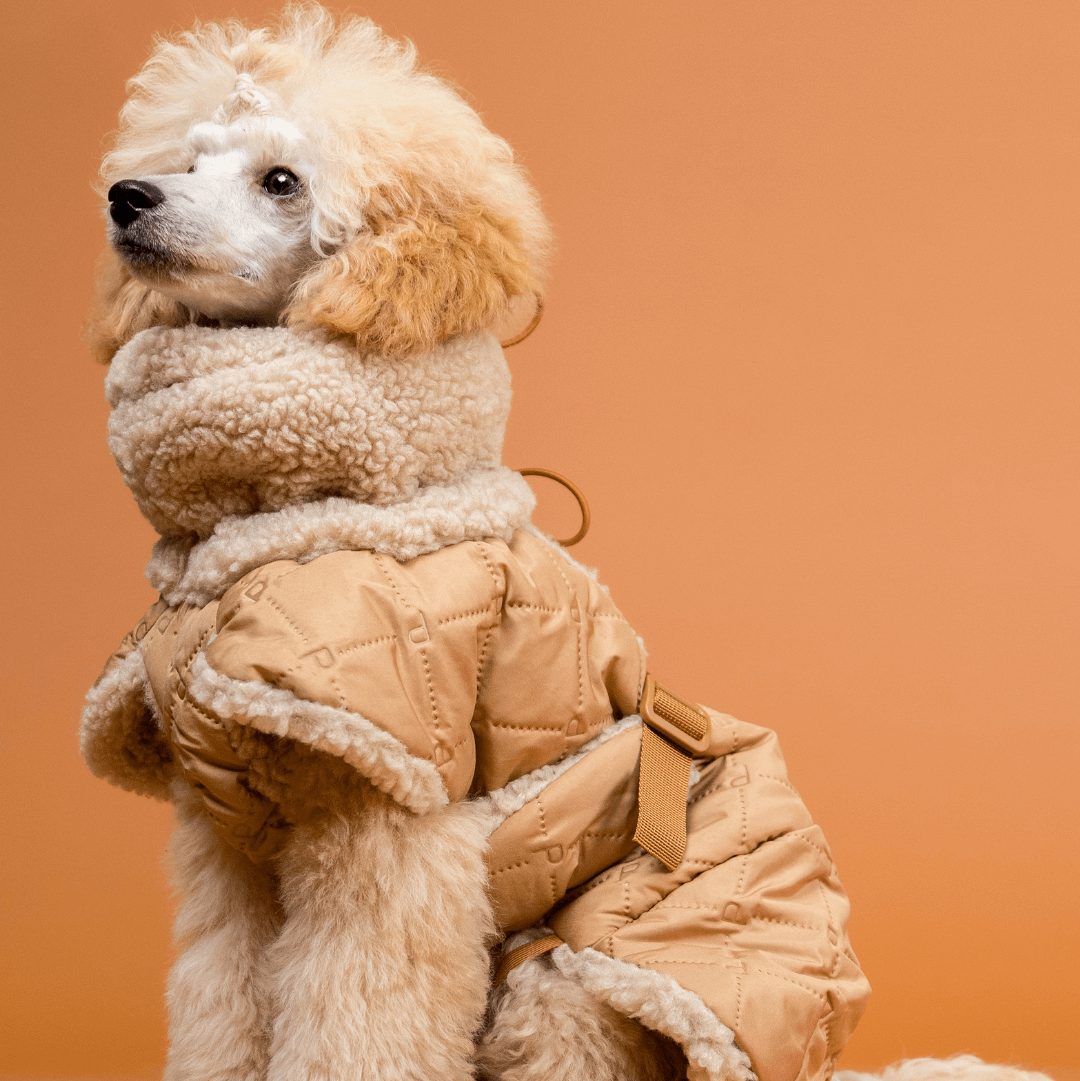 PAIKKA Hunde Jacke 