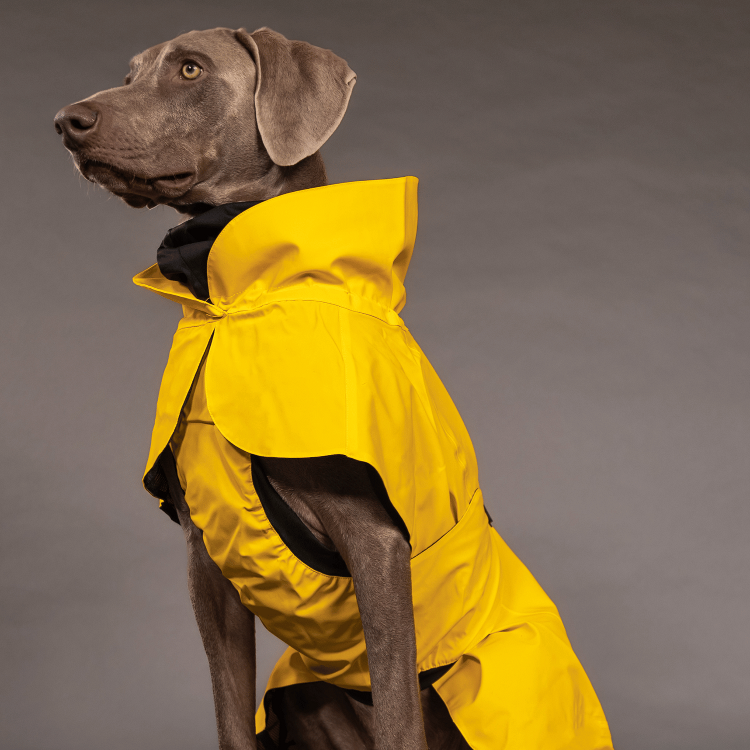 PAIKKA Hunde Regenmantel leicht & reflektierend 