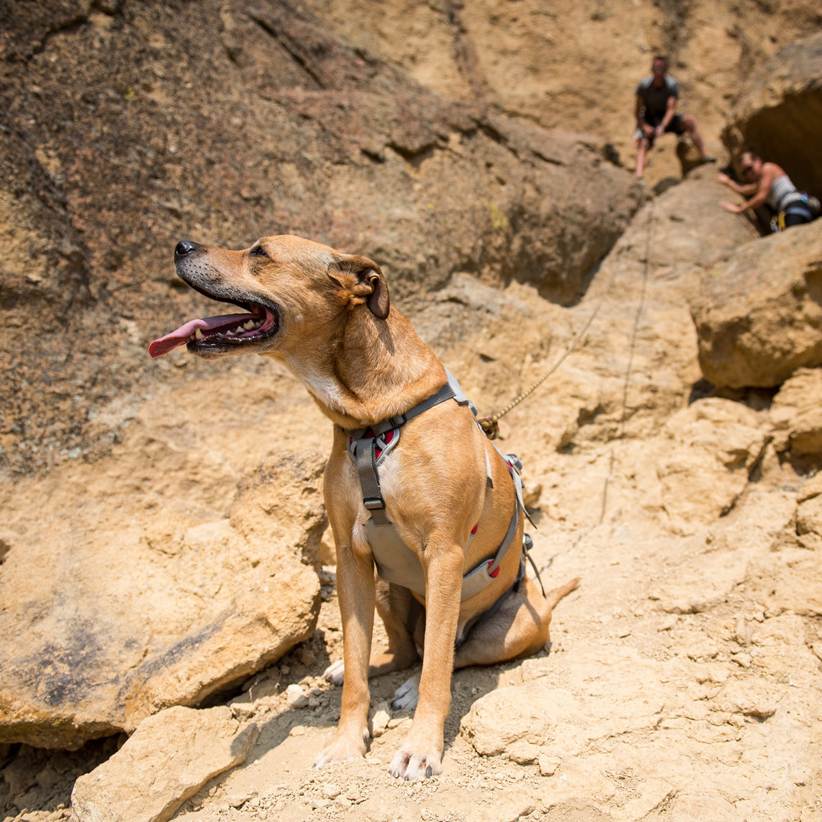 RUFFWEAR Hundegeschirr DoubleBack™ Harness Cloudburst