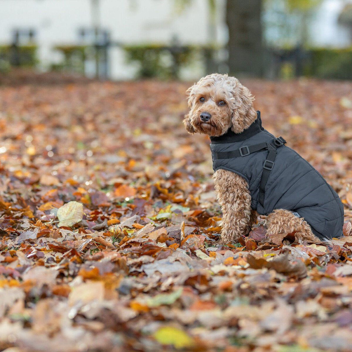 TRIXIE Geschirr-Mantel Pontis