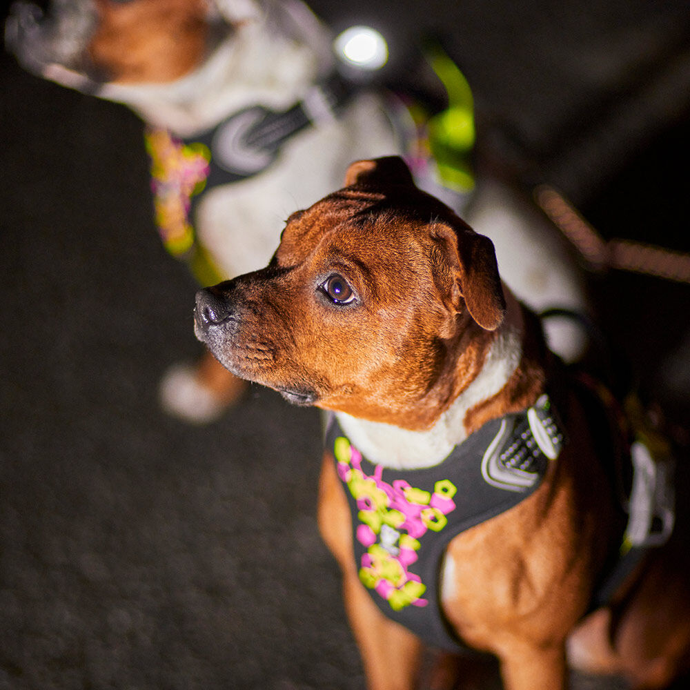 HURTTA Weekend Warrior Neon Hundegeschirr II