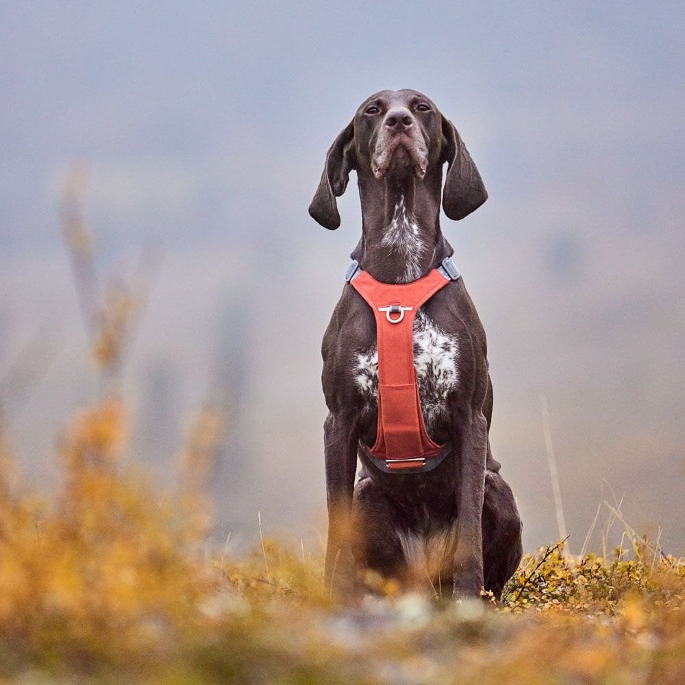 HURTTA Rover Hundegeschirr