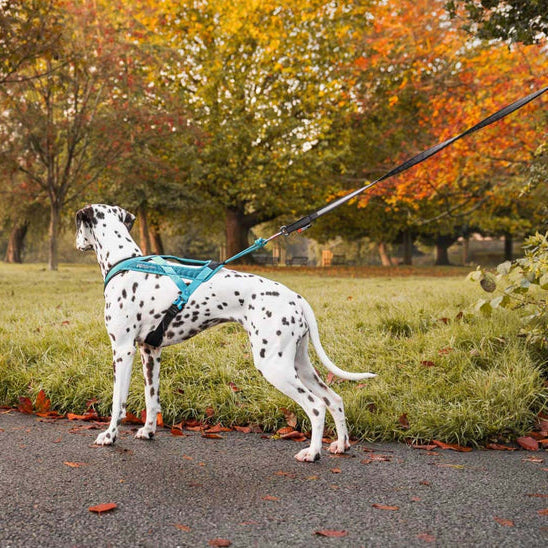 NON-STOP DOGWEAR Geschirr Rush Harness