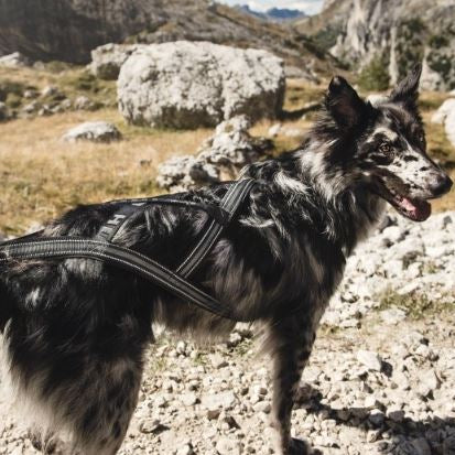 HURTTA X-Sport Geschirr